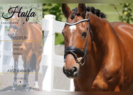 Zangersheider, Mare, 17 years, 16,2 hh, Brown