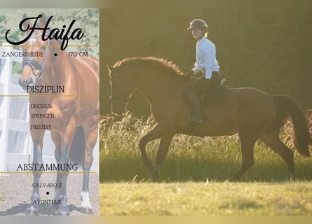 Zangersheider, Mare, 18 years, 16,2 hh, Brown