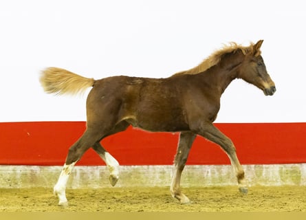 Zangersheider, Mare, 1 year, 13,2 hh