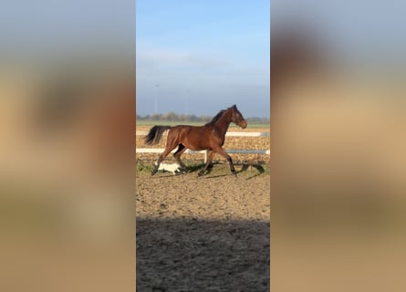 Zangersheider, Mare, 1 year, 14,3 hh, Bay