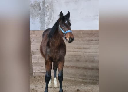 Zangersheider, Mare, 1 year, 16.2 hh, Brown