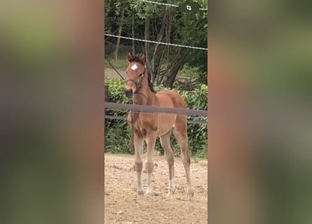 Zangersheider, Mare, 1 year, 16.2 hh, Brown