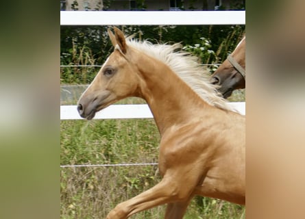 Zangersheider, Mare, 1 year, 16,1 hh, Palomino