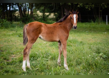 Zangersheider, Mare, 1 year, Bay