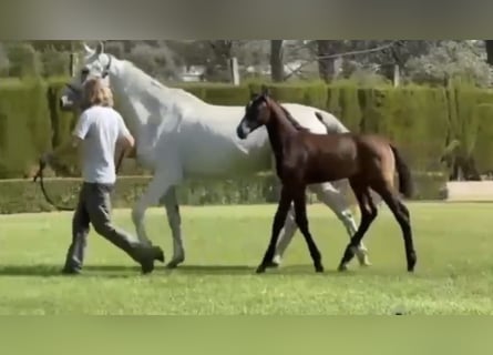 Zangersheider, Mare, 1 year, Brown