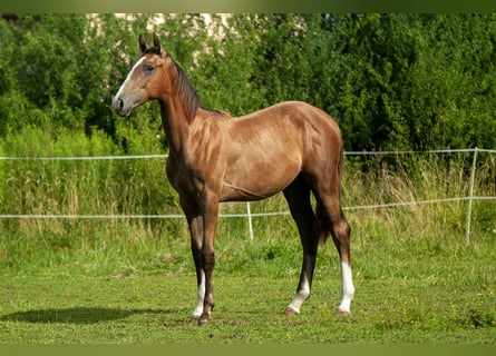 Zangersheider, Mare, 1 year, Gray