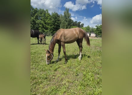 Zangersheider, Mare, 1 year, Gray