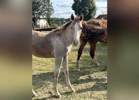 Zangersheider, Mare, 1 year, Gray