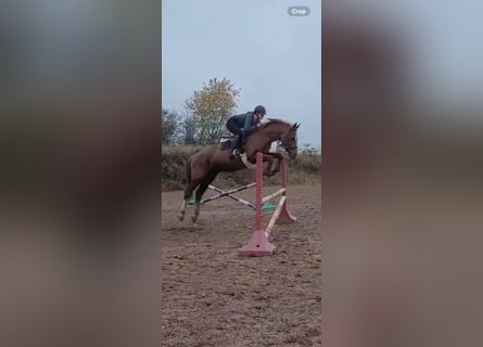 Zangersheider, Mare, 20 years, 16 hh, Chestnut-Red