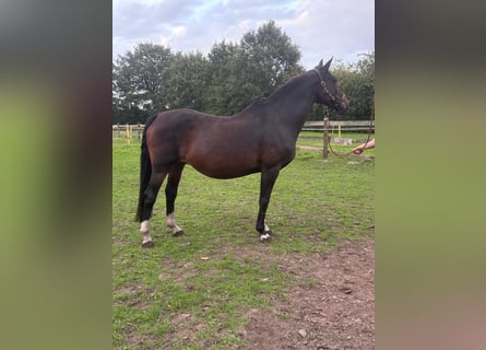 Zangersheider, Mare, 23 years, 16 hh, Bay-Dark