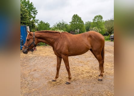 Zangersheider, Mare, 2 years, 15.2 hh, Chestnut