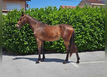 Zangersheider, Mare, 2 years, 15,1 hh, Brown