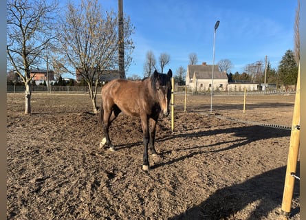 Zangersheider, Mare, 2 years, 16.1 hh, Brown-Light