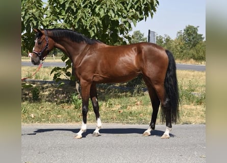 Zangersheider, Mare, 2 years, 16.1 hh, Brown