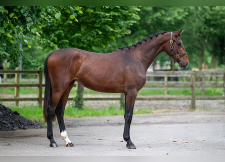 Zangersheider, Stute, 2 Jahre, 16,1 hh, Brauner