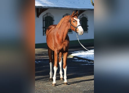 Zangersheider, Mare, 2 years, 16,1 hh, Chestnut-Red