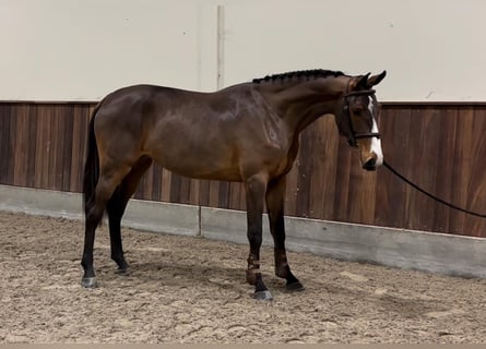 Zangersheider, Mare, 2 years, 16 hh, Bay-Dark