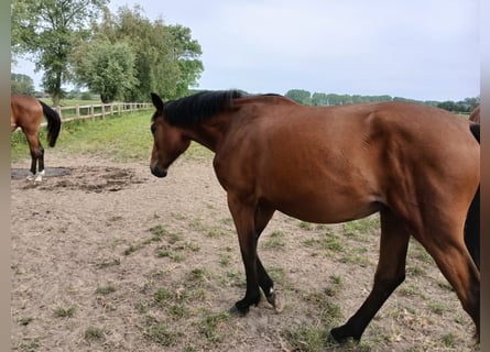 Zangersheider, Mare, 2 years, 16,1 hh, Bay-Dark