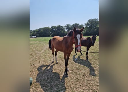 Zangersheider, Mare, 2 years, 16,1 hh, Brown