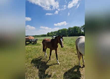 Zangersheider, Mare, 2 years, 16,1 hh, Brown