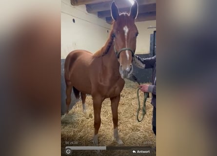 Zangersheider, Mare, 2 years, 16,1 hh, Chestnut-Red