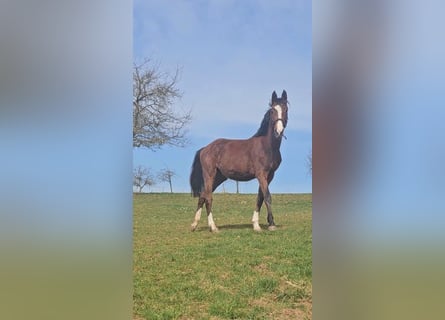 Zangersheider, Mare, 2 years, Brown