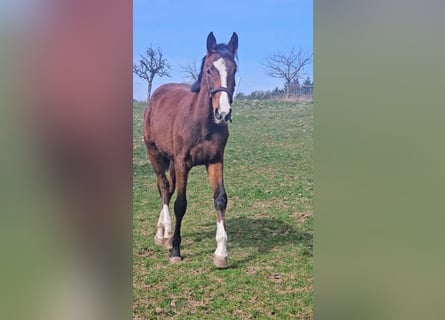 Zangersheider, Mare, 2 years, Brown