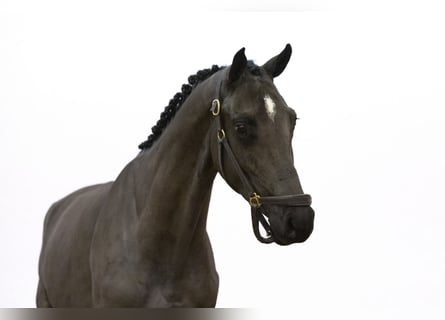 Zangersheider, Mare, 3 years, 15,2 hh, Black