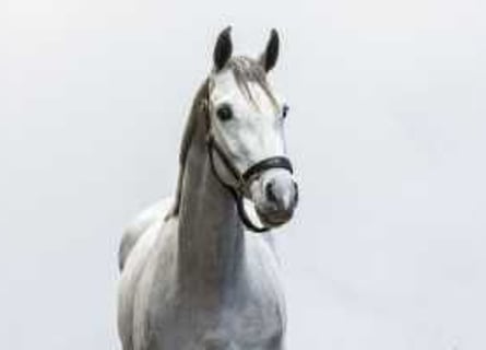 Zangersheider, Mare, 3 years, 15,2 hh, Gray