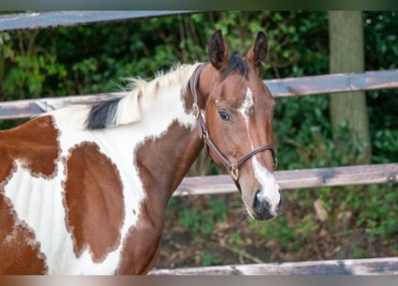 Zangersheider, Stute, 3 Jahre, 15,3 hh, Schecke