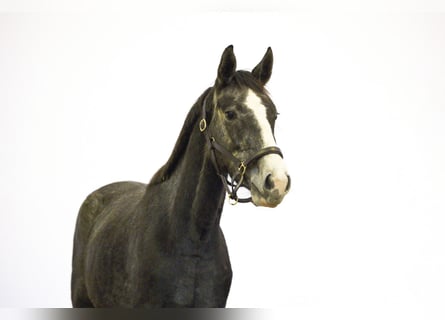 Zangersheider, Mare, 3 years, 15,1 hh, Grey