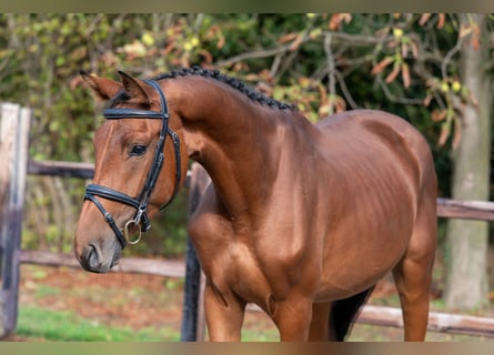 Zangersheider, Mare, 3 years, 15,2 hh, Brown