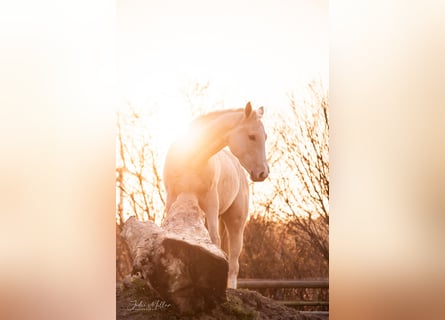 Zangersheider, Mare, 3 years, 15,2 hh, Palomino