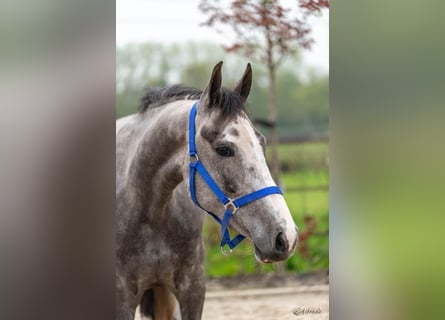 Zangersheider, Mare, 3 years, 15,3 hh, Gray