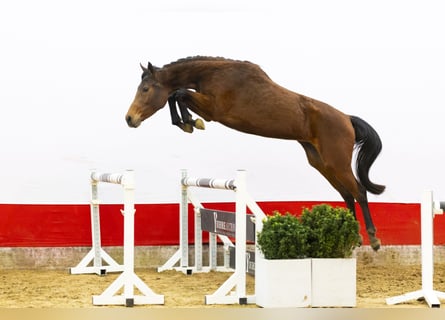 Zangersheider, Mare, 3 years, 15,3 hh