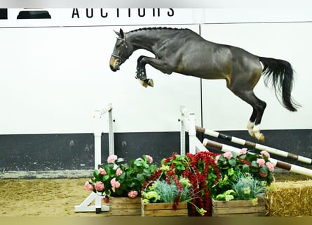 Zangersheider, Mare, 3 years, 16.2 hh, Brown