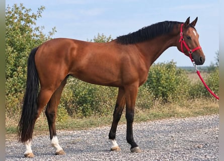 Zangersheider, Mare, 3 years, 16.2 hh, Brown