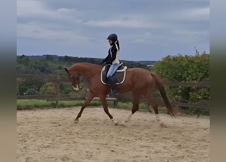 Zangersheider, Mare, 3 years, 16.2 hh, Chestnut-Red Zangersheider, Mare, 3 years, 16.2 hh, Chestnut-Red