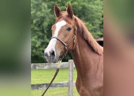 Zangersheider, Mare, 3 years, 16,3 hh, Chestnut-Red