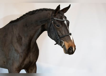 Zangersheider, Mare, 3 years, 16 hh, Bay-Dark