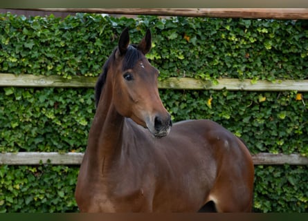 Zangersheider, Mare, 3 years, 16 hh, Bay-Dark