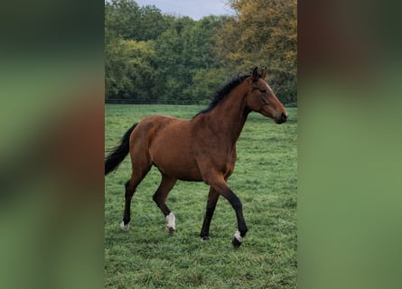 Zangersheider, Mare, 3 years, 16 hh, Brown