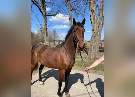 Zangersheider, Mare, 3 years, 16 hh, Brown