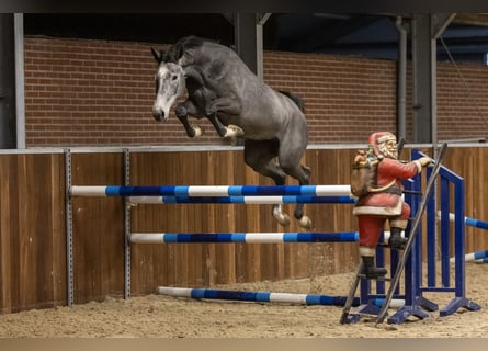 Zangersheider, Mare, 3 years, 16 hh, Grey