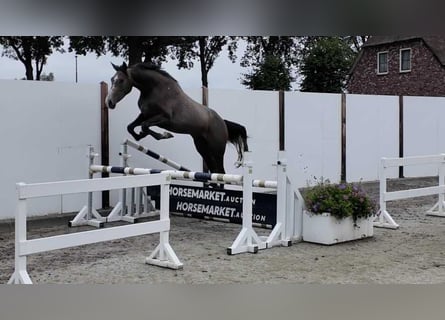 Zangersheider, Mare, 3 years, 16 hh, Grey