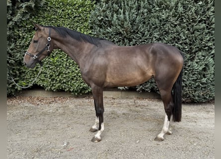 Zangersheider, Mare, 3 years, 16 hh