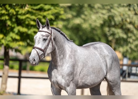 Zangersheider, Mare, 3 years, 16 hh