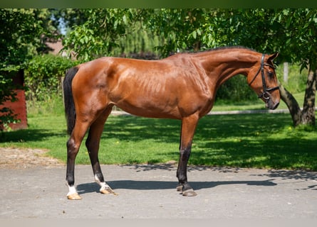 Zangersheider, Mare, 3 years, 16,1 hh