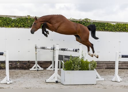 Zangersheider, Mare, 3 years, 16,2 hh, Brown