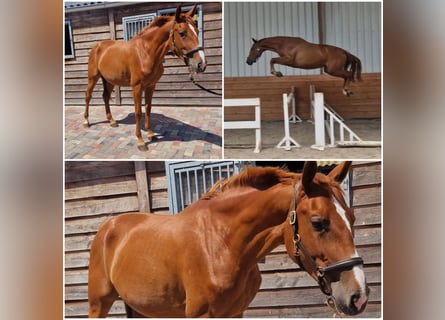 Zangersheider, Mare, 3 years, Chestnut-Red